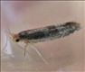 0416 (20.017) Argyresthia glaucinella